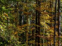 Herbstwald Weg beim Anstieg Richtung Hintertal